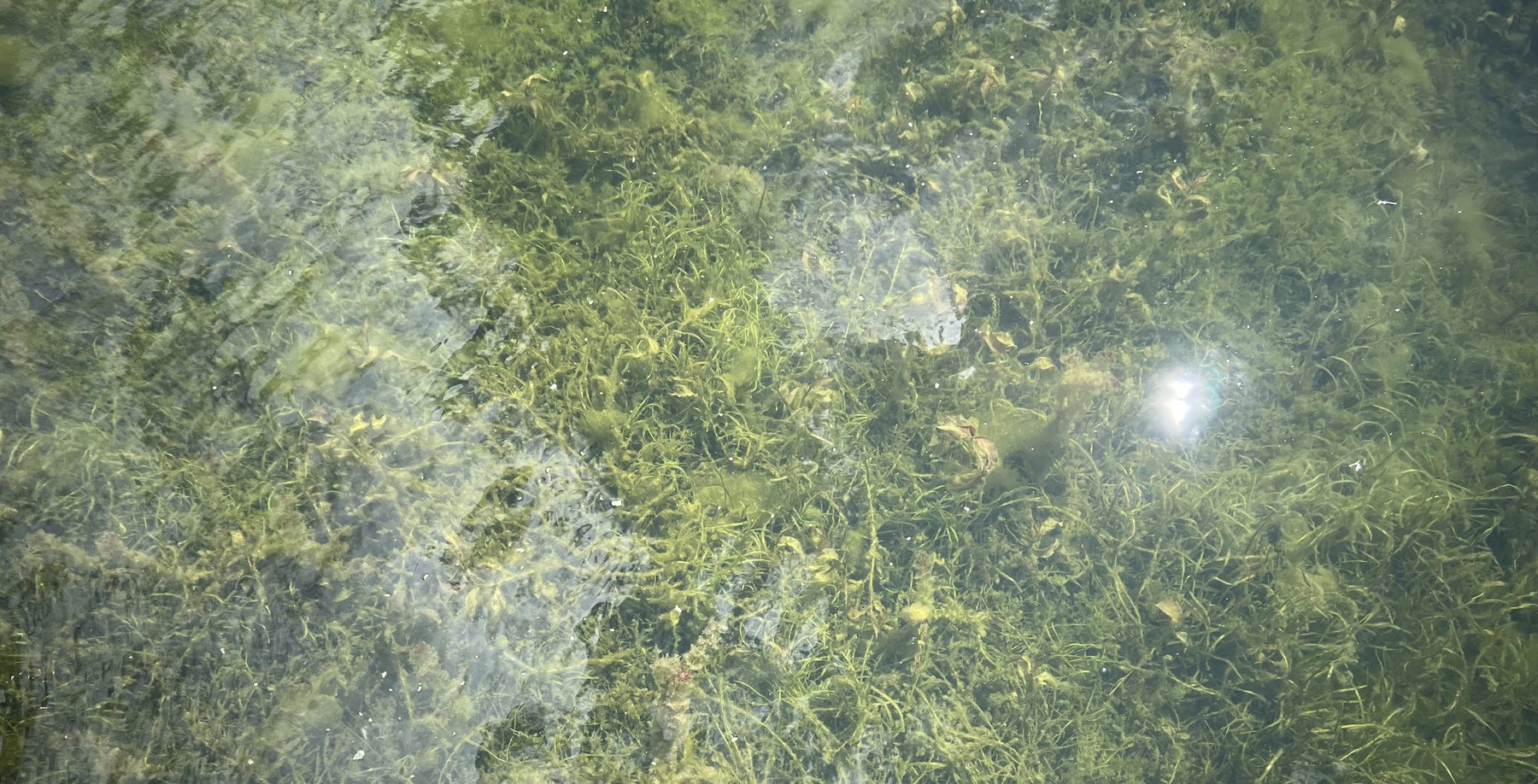 Seaweed Removal