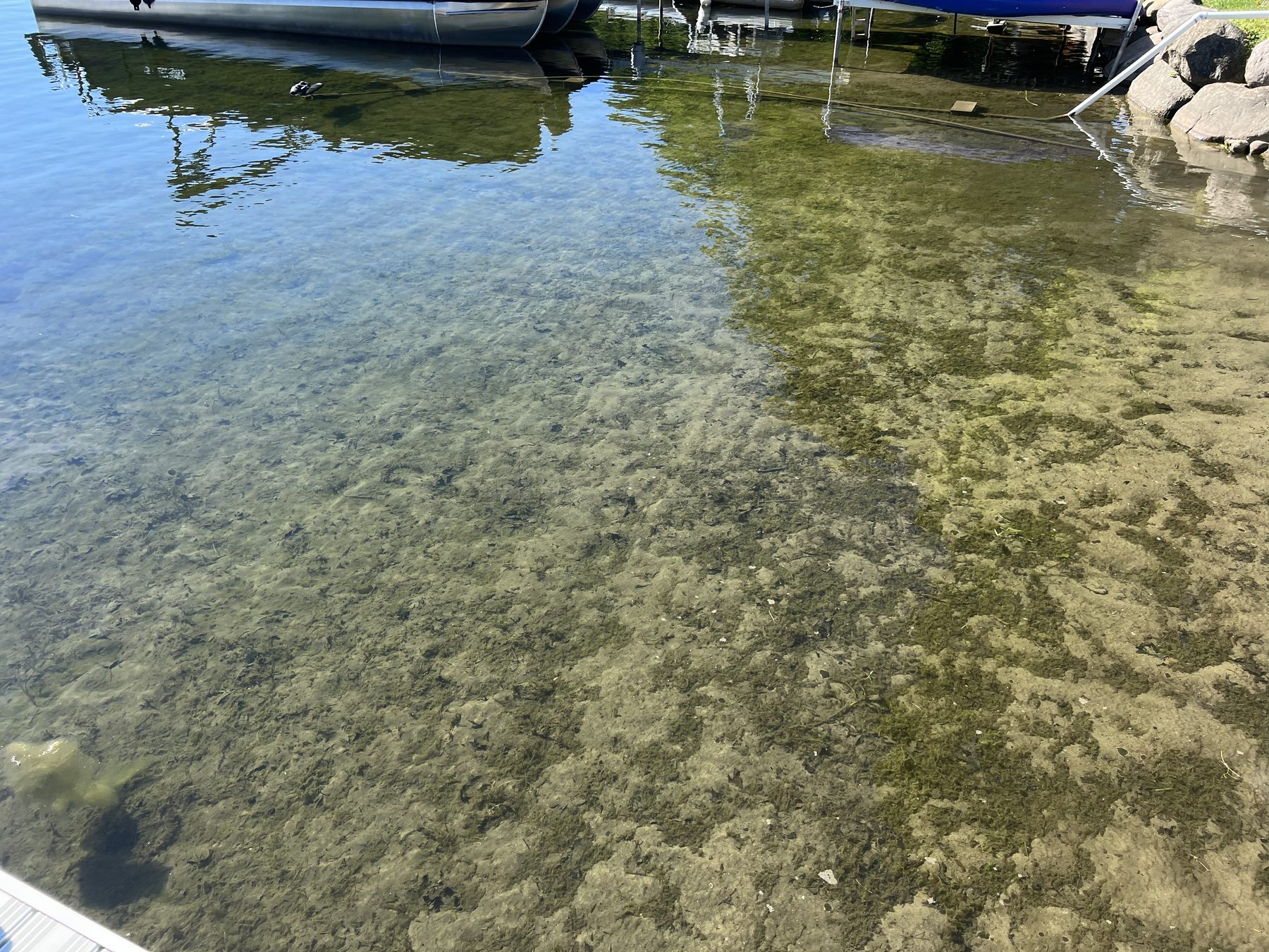 Shallow water by a dock with algae and weeds on the bottom
