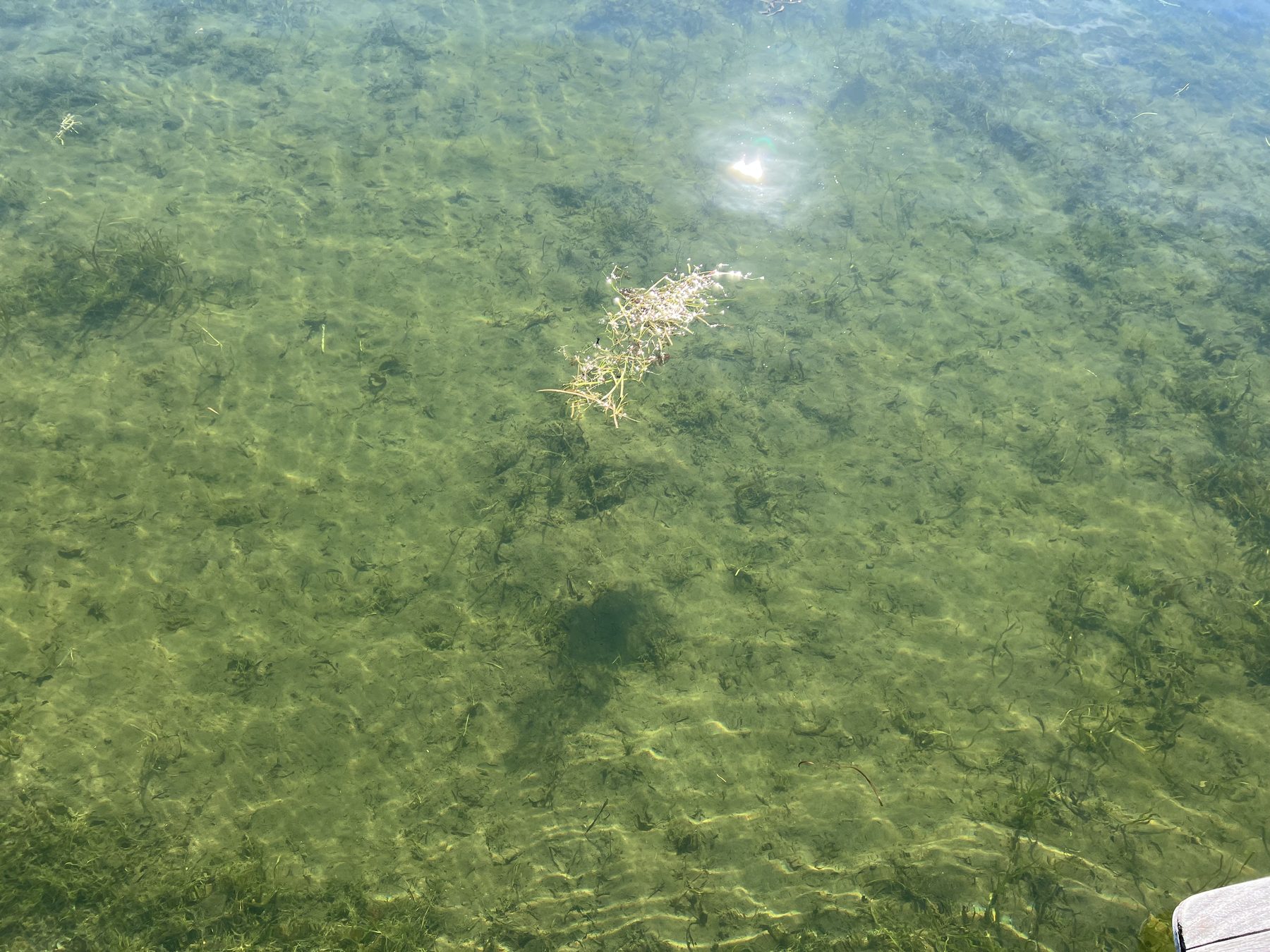 Weeds visible on the bottom in clear shallow water
