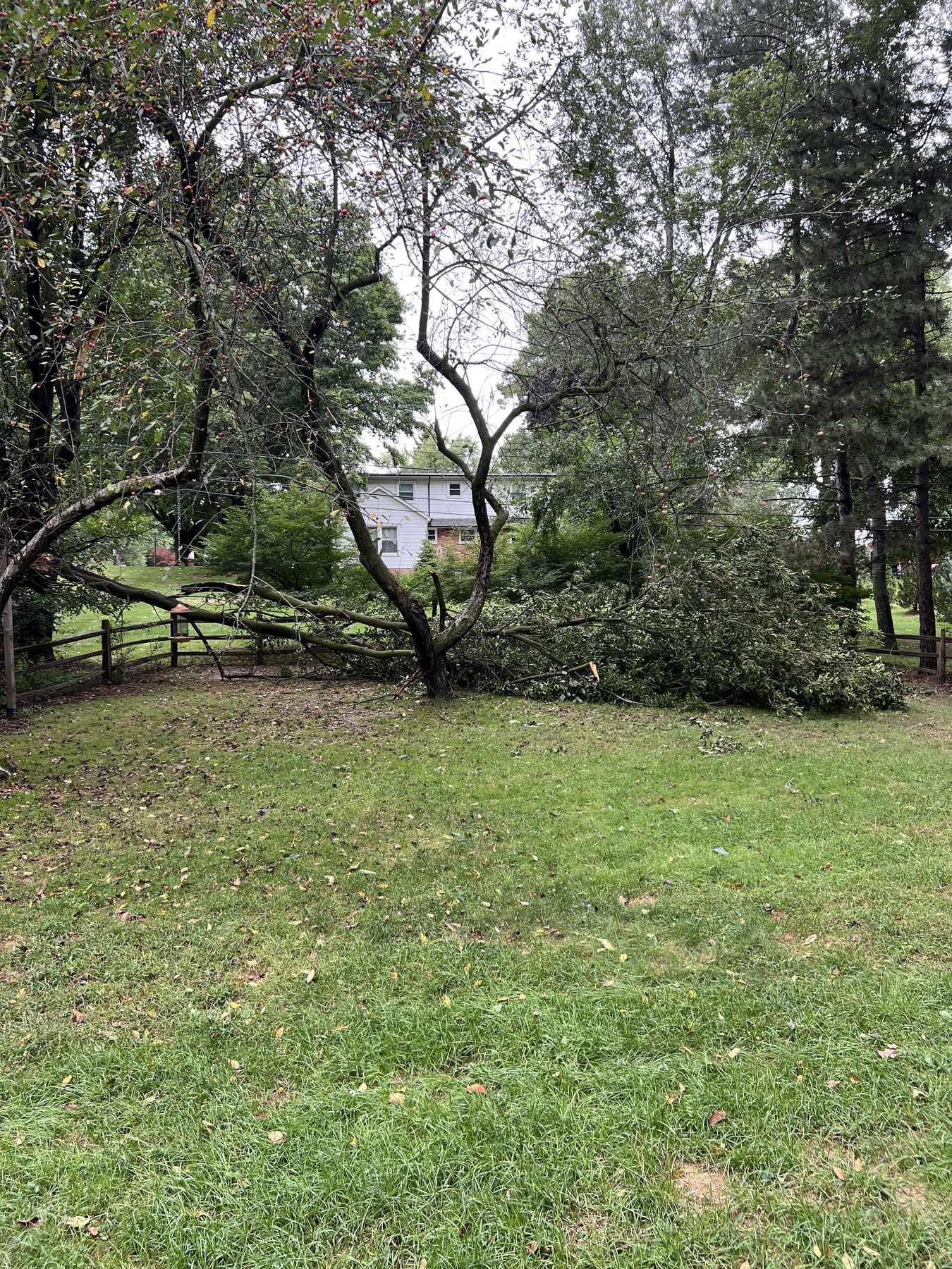 Downed limbs and yard debris before they get hauled off