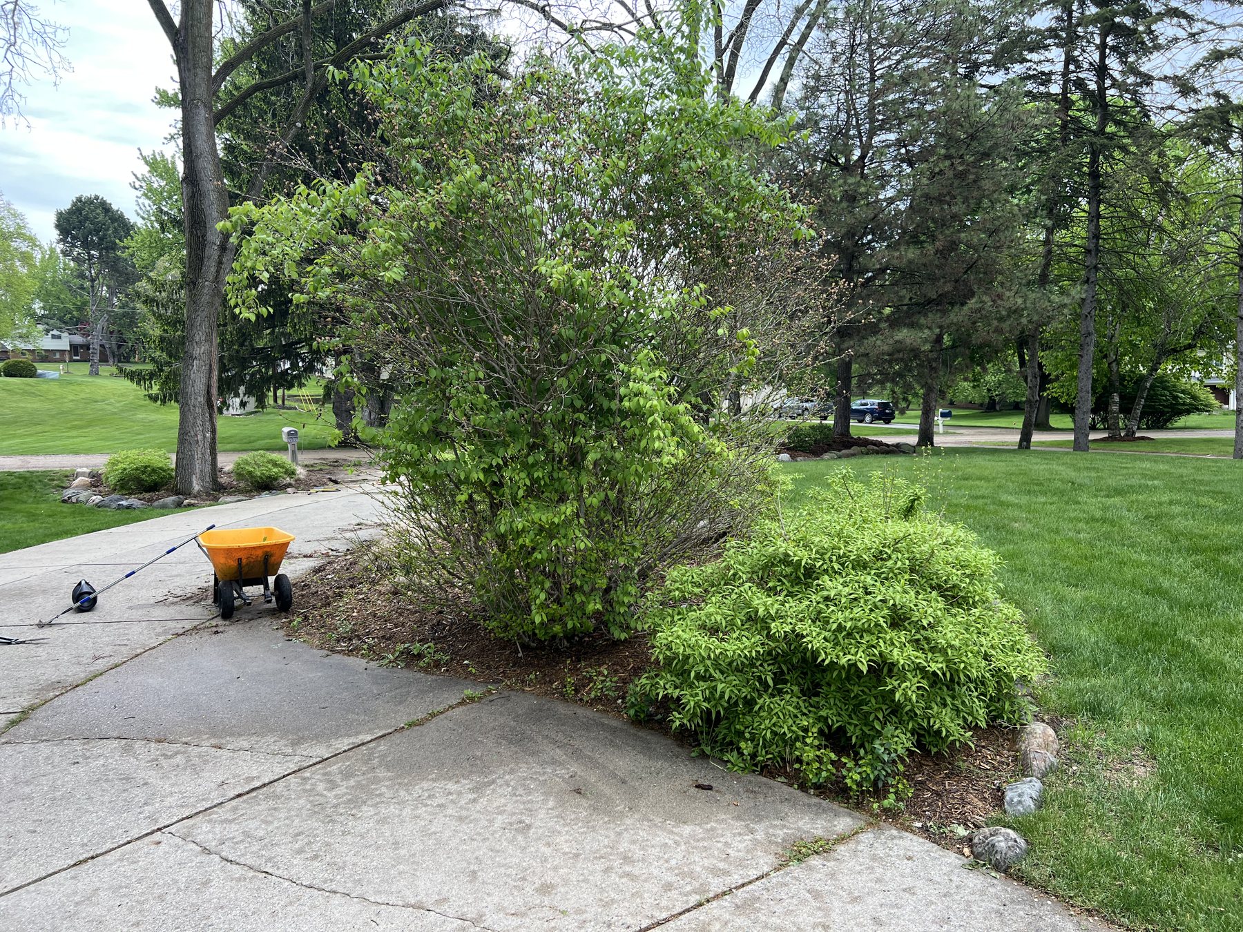 Front walk bed before mulch
